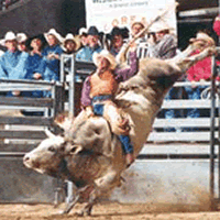 Bull Ride at the Snake River Stampede Rodeo